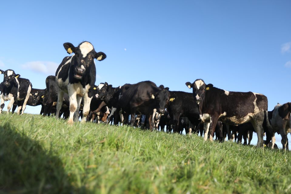 The herd of contract-reared heifers