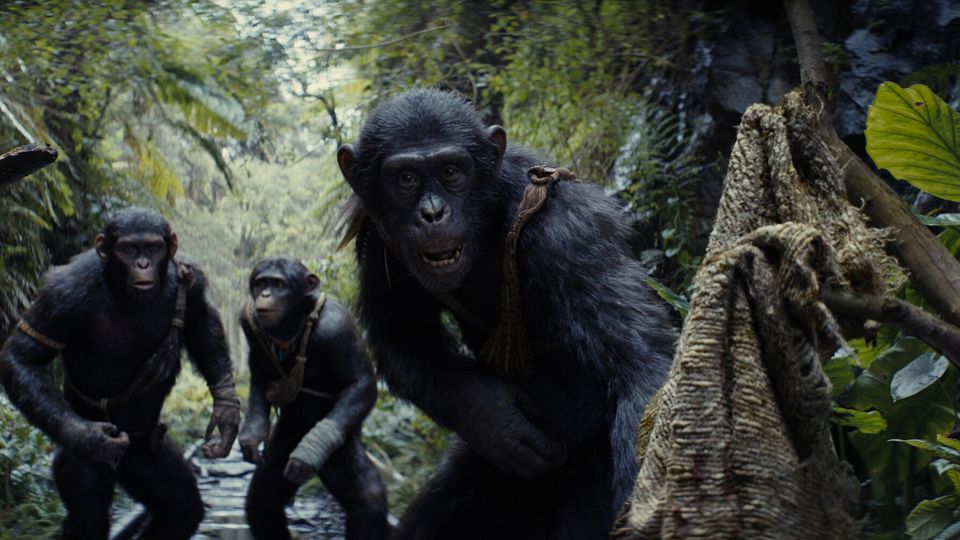 Into the future: Kingdom of the Planet of the Apes. Photos: Walt Disney Studios