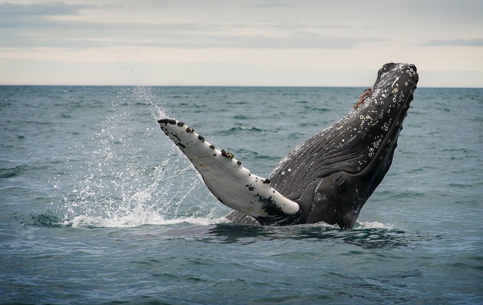 Whale-spotting is a popular seagoing excursion. Photo: Getty