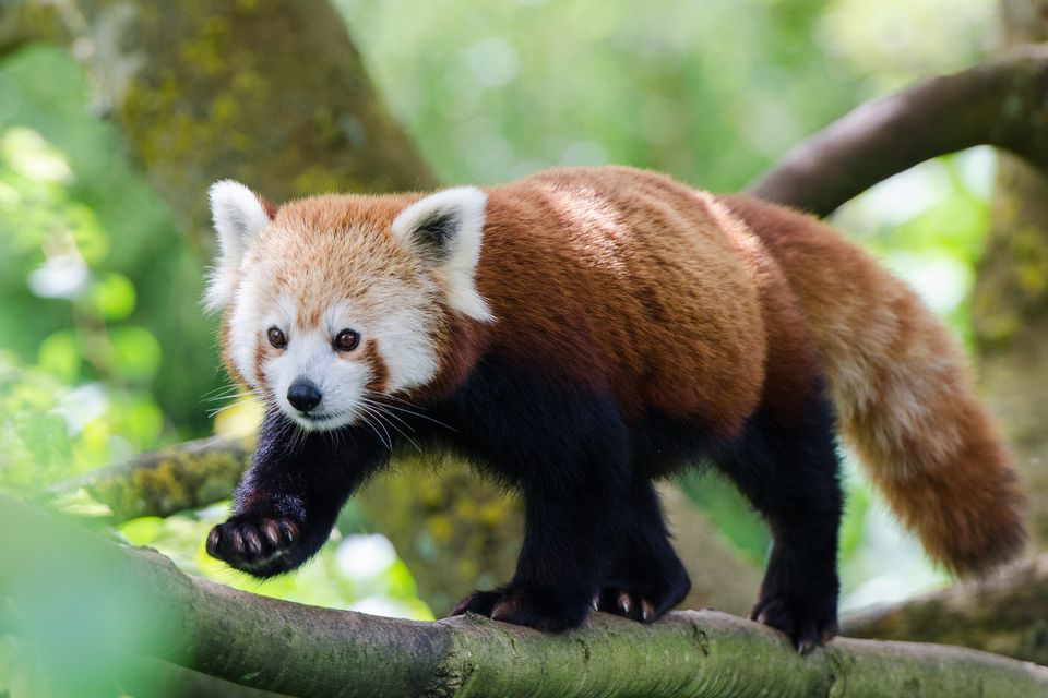 Red Panda (Ailurus fulgens)(Tonygeo/Getty Images)