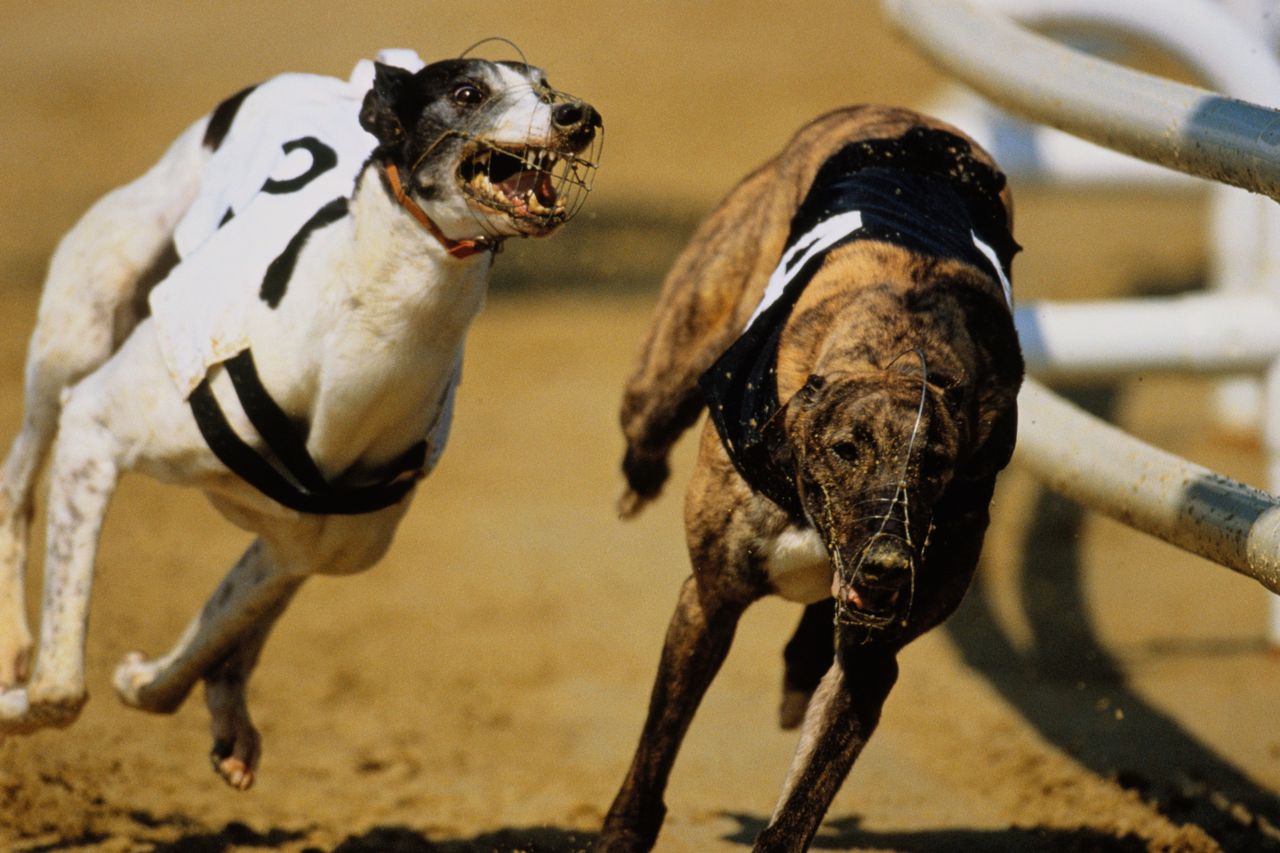 Igb irish greyhound sales board