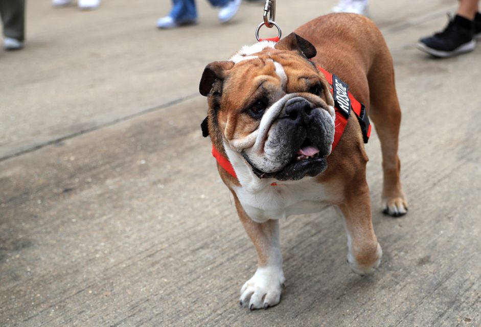 Hamilton adopted Roscoe in 2013 (Bradley Collyer/PA)