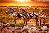 thumbnail: Zimbabwe: Zebras herd at sunset. Photo: Deposit