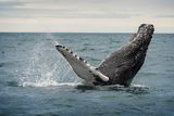 thumbnail: Whale-spotting is a popular seagoing excursion. Photo: Getty
