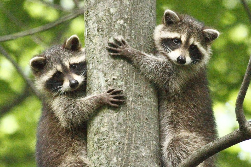 Warning in Los Angeles as rare brain-infecting raccoon parasite is discovered in people