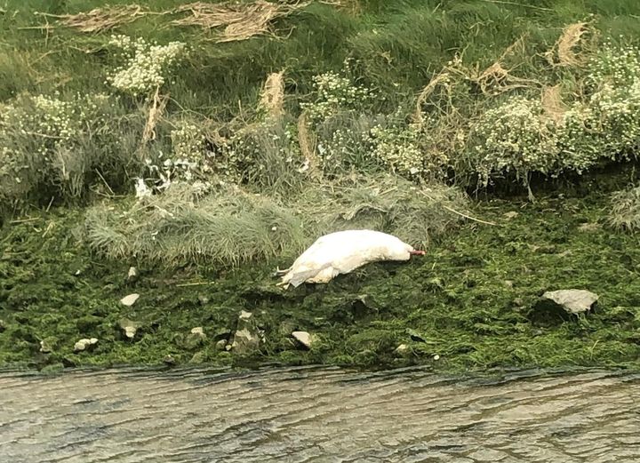 Kerry woman shocked after discovering decapitated swan – ‘No one seems to be taking it seriously’