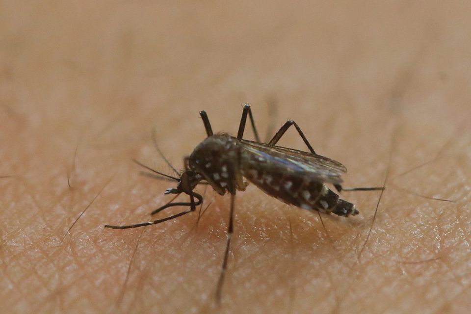 The Aedes aegypti mosquito is a vector for transmitting the Zika virus. Photo: AP