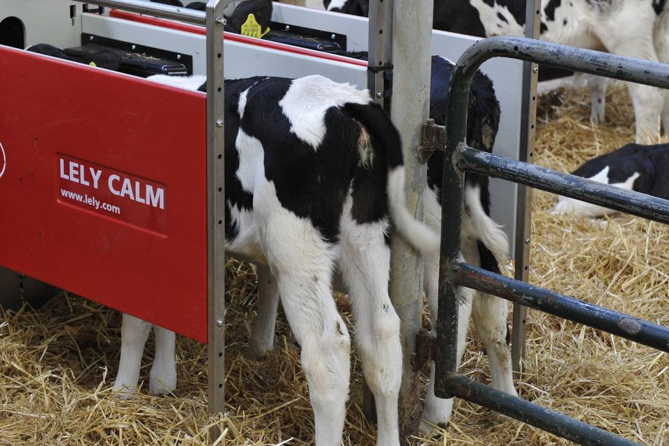 The TAMS 3 grant will make investments such as slatted tanks, handling equipment, backup generators and automatic calf feeders more attractive than ever