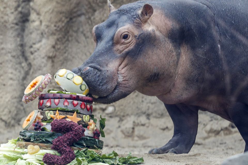 Fiona, a Nile hippopotamus, eats her birthday cake at the Cincinnati Zoo and Botanical Garden (John Minchillo/AP)