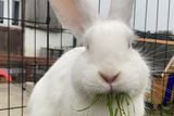 thumbnail: The rabbit, now named Cracker, was rescued from the Grand Canal