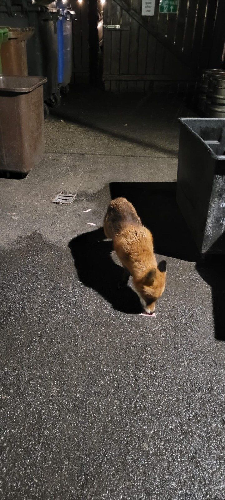 How a Galway rescue squad saved a wounded fox hiding in Ashford Castle for over a week – ‘He was in a very bad way’