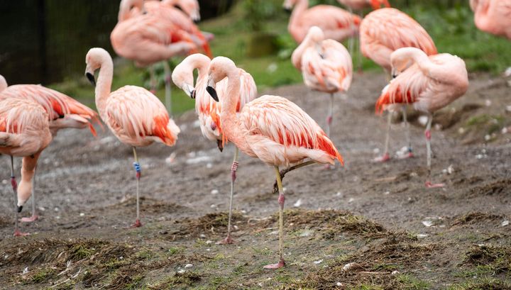 Concern as number of animal deaths in Belfast Zoo rises by 40pc in two years