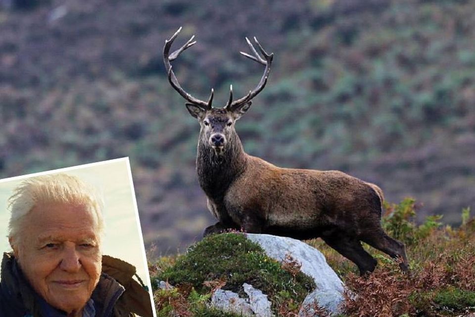 Sir David Attenborough has praised the beauty of Killarney Niational Park.