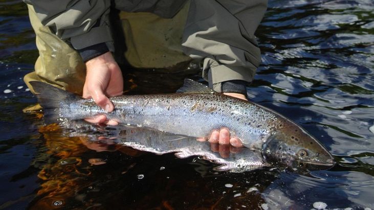 This fishing catch turned into a powerful message against littering – The  Irish News