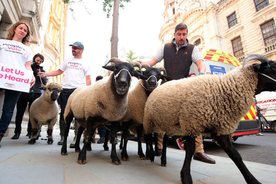 Sheep on the streets: A flock of sheep are herded past government buildings in Whitehall, London during a Farmers for a People's Vote protest last month. Photo: Yui Mok/PA Wire