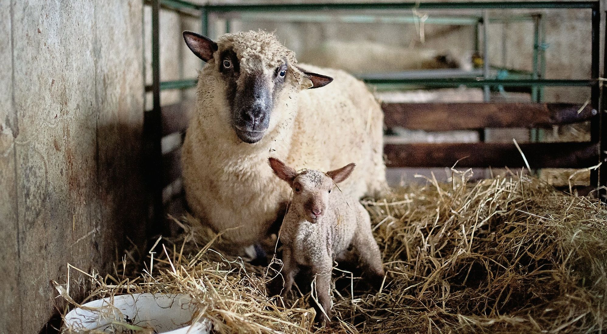 Keeping the ewe and lamb alive this spring | Independent.ie