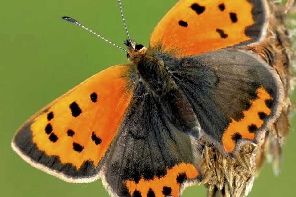 Small coppers occasionally visit gardens, but are usually found along fields, hedgerows and woodland edges.