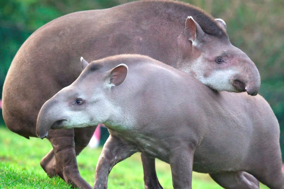 One of the tapirs at Dublin Zoo