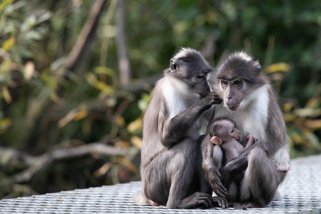 Dublin Zoo company enjoys €1m surplus after record numbers visit attraction  | Irish Independent