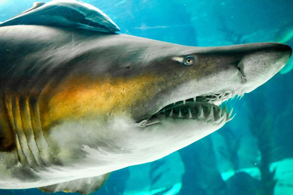 A sand tiger shark. Photo: Daniel Hernanz Ramos/Getty Images