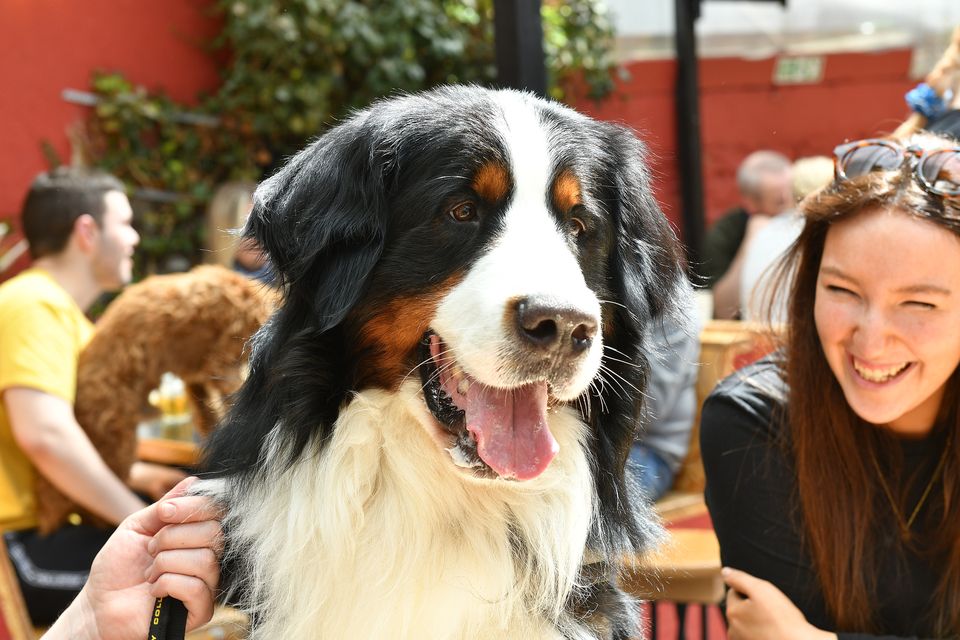 'Higgins' has his eyes on the food at the Dog Friendly Coffee Morning in aid of Dundalk Gog Rescue held in Mo Chara. Photo: Ken Finegan/www.newspics.ie