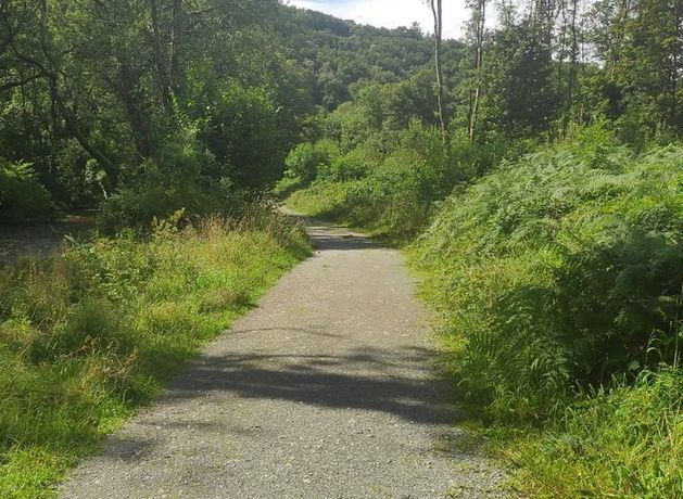 Gardaí renew appeal for information on alleged assault on woman in Mallow forest