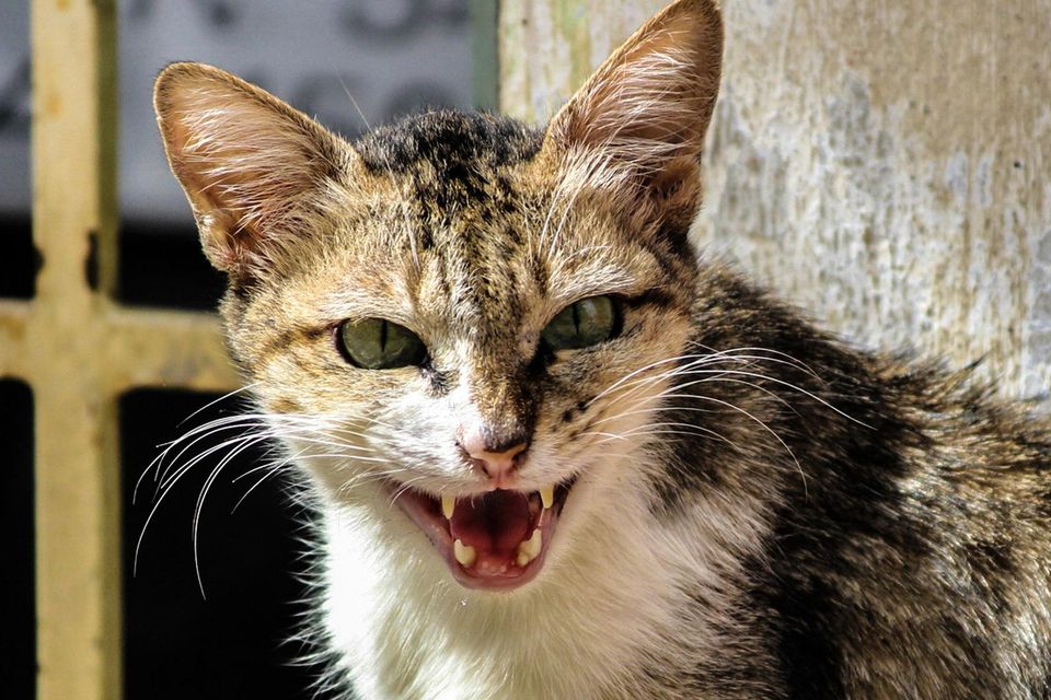 Feral cats have had a huge impact on New Zealand’s native species