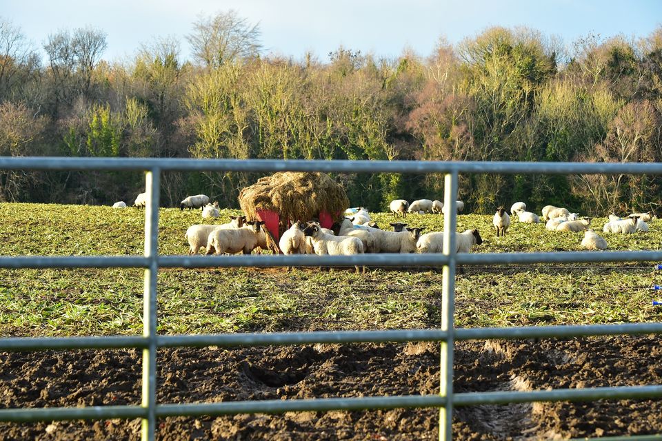 Ewes feeding on beet tops and silage. Photo: Roger Jones