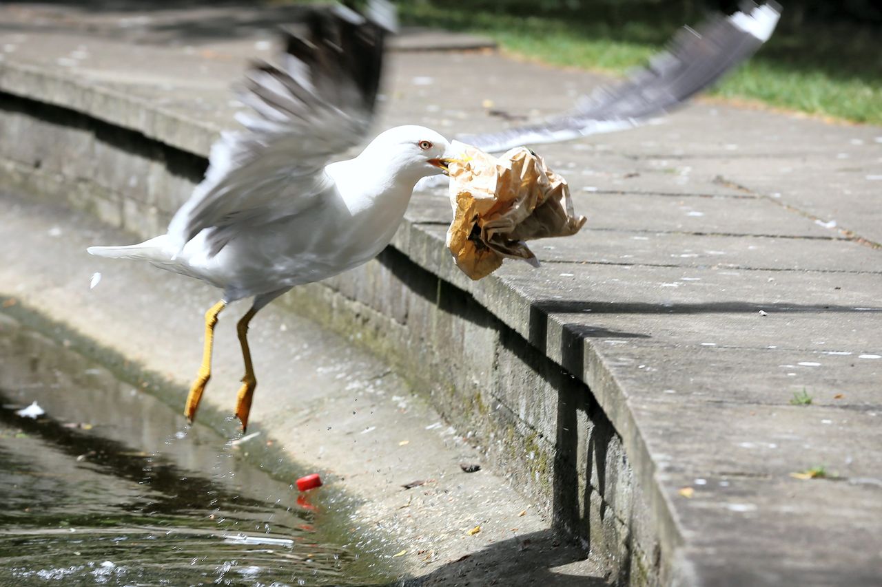 Wildlife expert calls for calm in 'gullgate' as clamour for seagull