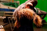 thumbnail: Britain's Prince William, Duke of Cambridge (R) is greeted by Chewbacca during a tour of the Star Wars sets at Pinewood studios in Iver Heath, west of London on April 19, 2016./ AFP PHOTO / ADRIAN DENNISADRIAN DENNIS/AFP/Getty Images