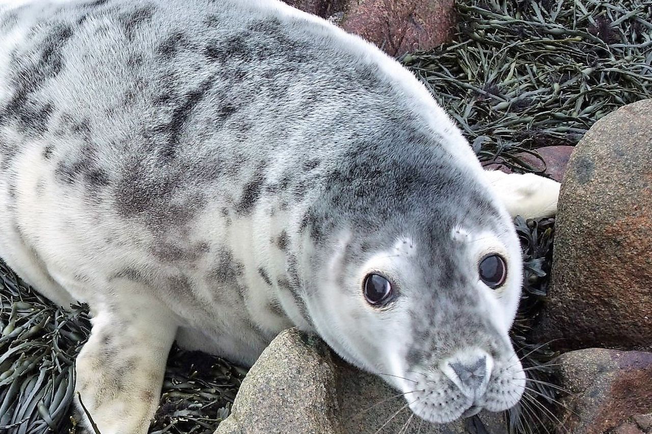 harbor seal pup swimming