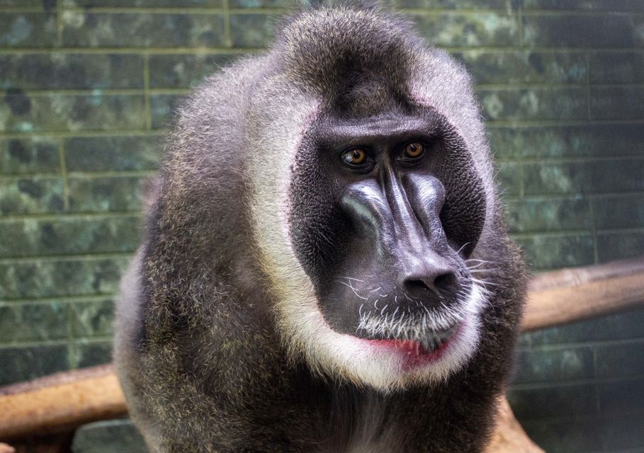 WATCH: Fota Wildlife Park welcomes rare monkeys to Asian Sanctuary