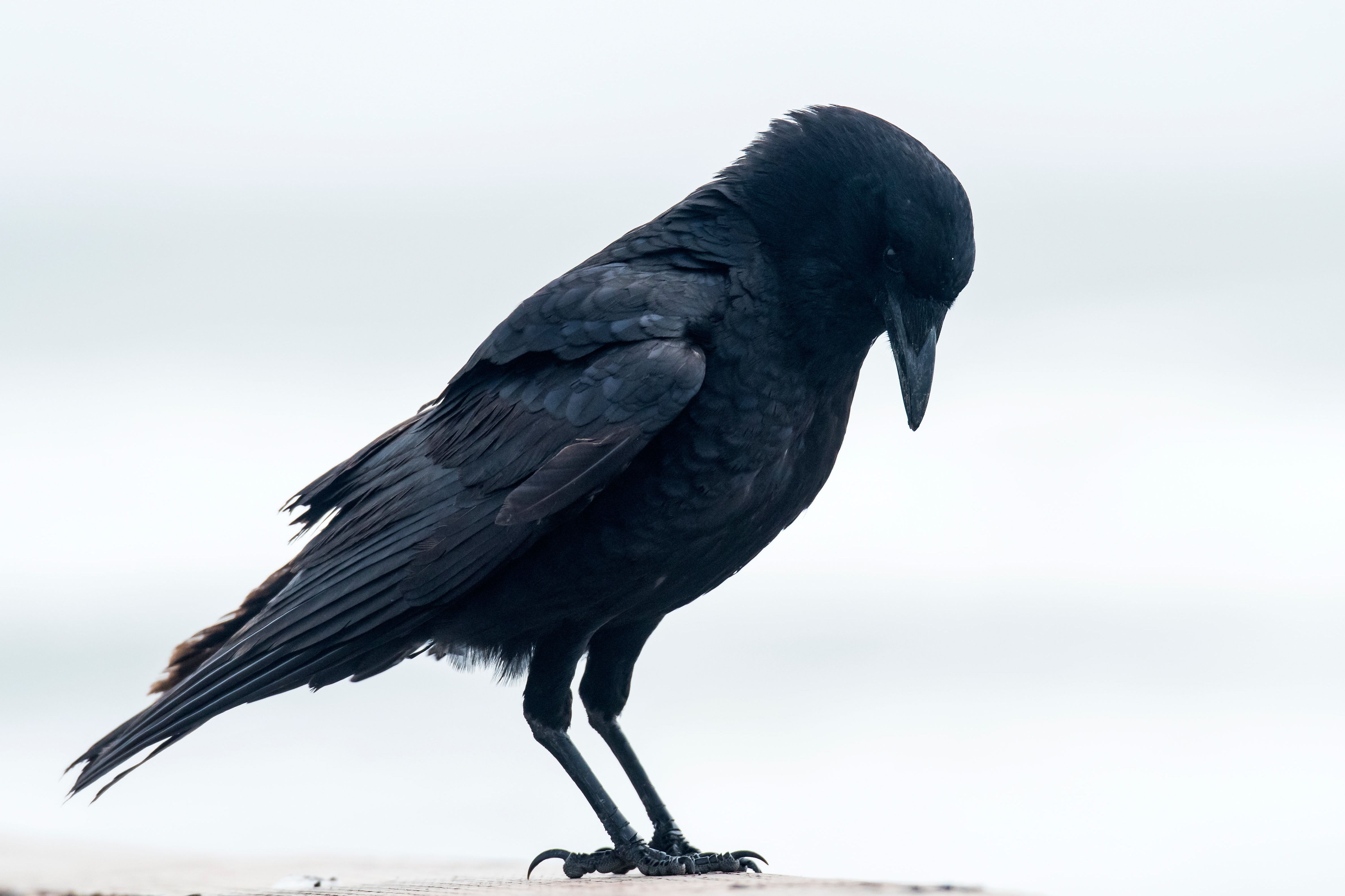 The Raven: Unveiling the Truth – Is it a Harbinger of Death or Unjustly Defamed in Country Matters?
