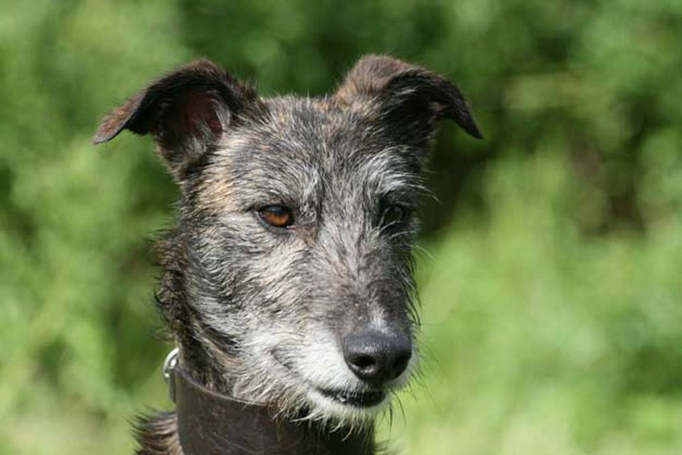 Lurcher raw hot sale diet