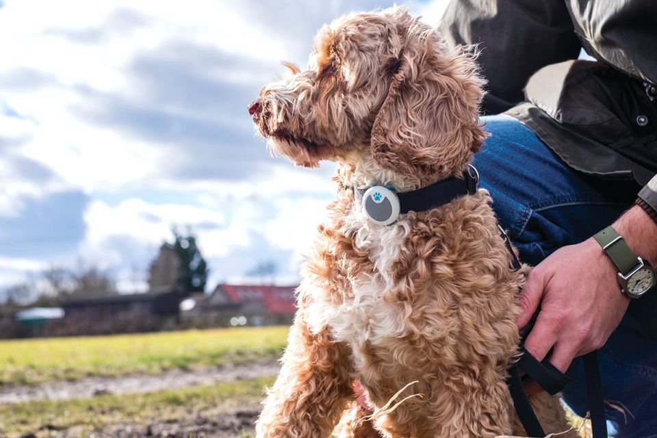 puppy monitors