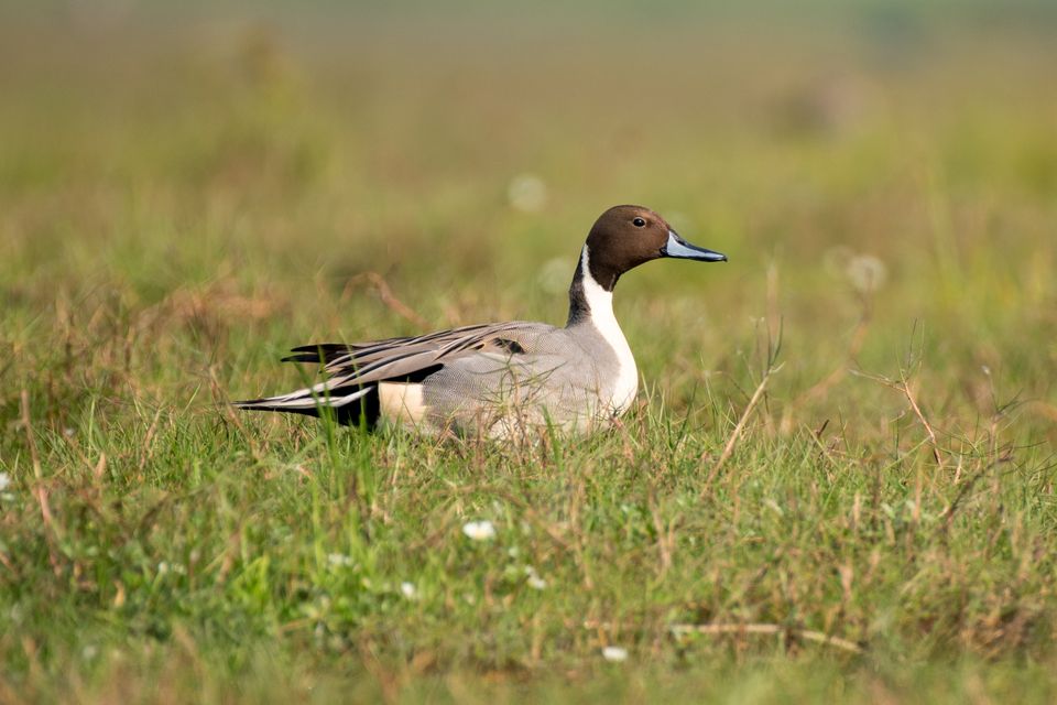 Northern pintail bird in the grass with use of selective focus