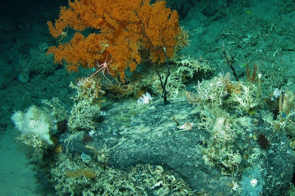 Cold-water coral grows at 750m in the Porcupine Bank Canyon. Photo: UCC Marine Geology Research Group