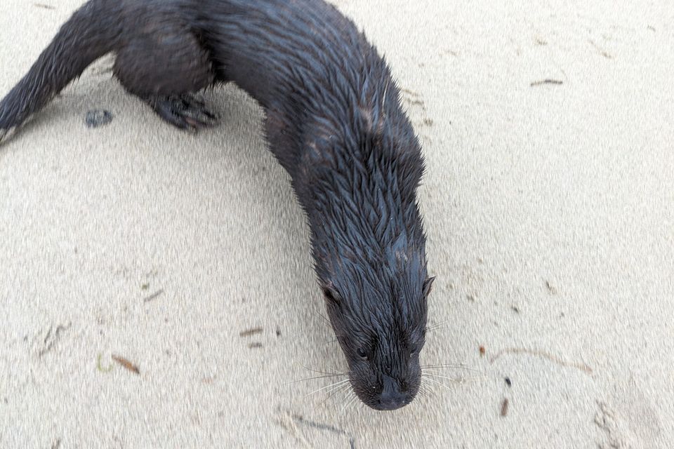 Ankles Out! — The Modern Otter