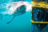 thumbnail: Shark cage diving at Gansbaai. Photo courtesy of White Shark Diving Company