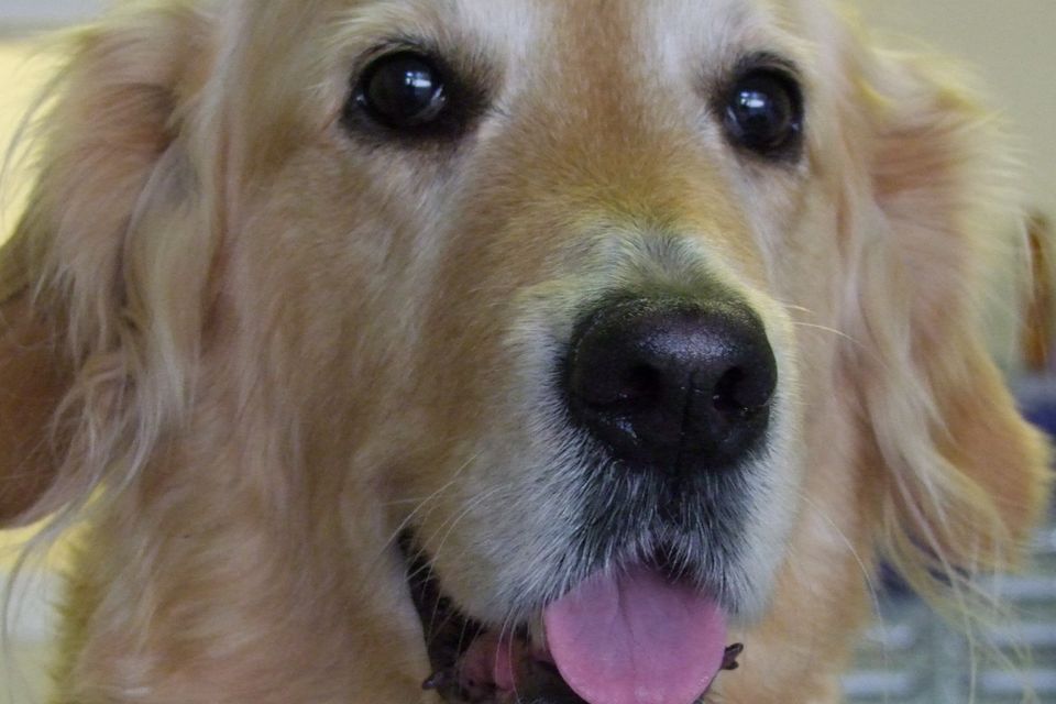 Golden retriever hotsell puppy not eating