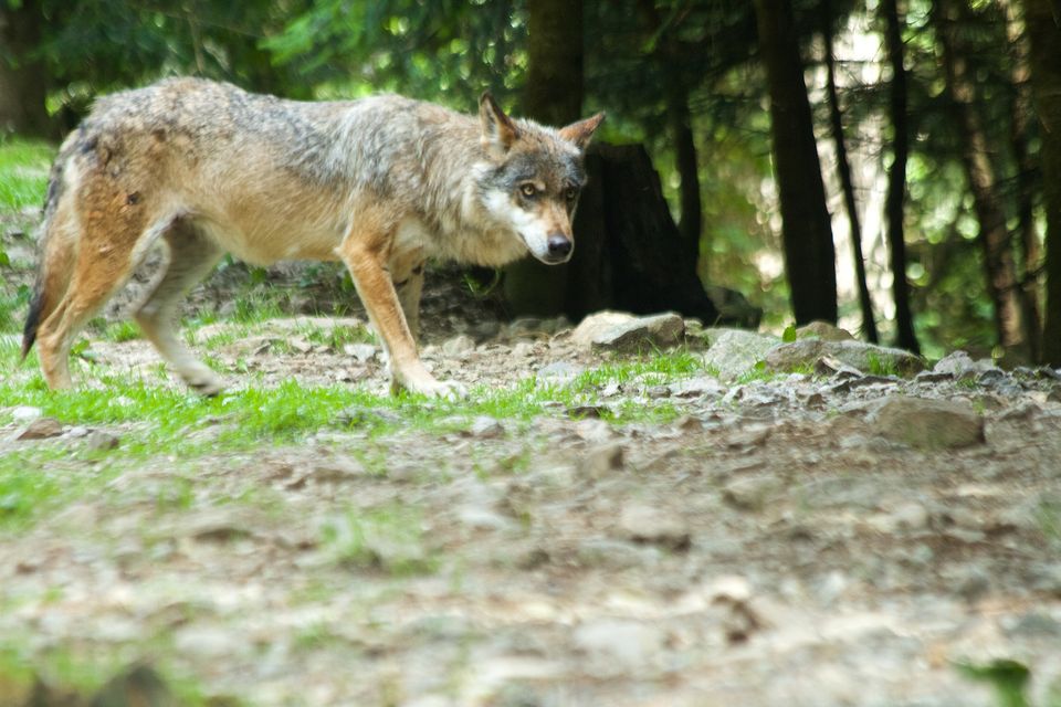Bone of contention: A wolf in the French Alps. Wolves returned to France 30 years ago and as their population has grown, sheep attacks have increased. Photos: Getty