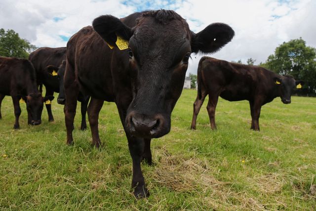 New Wagyu beef programme aiming to process 150 head of cattle weekly ...