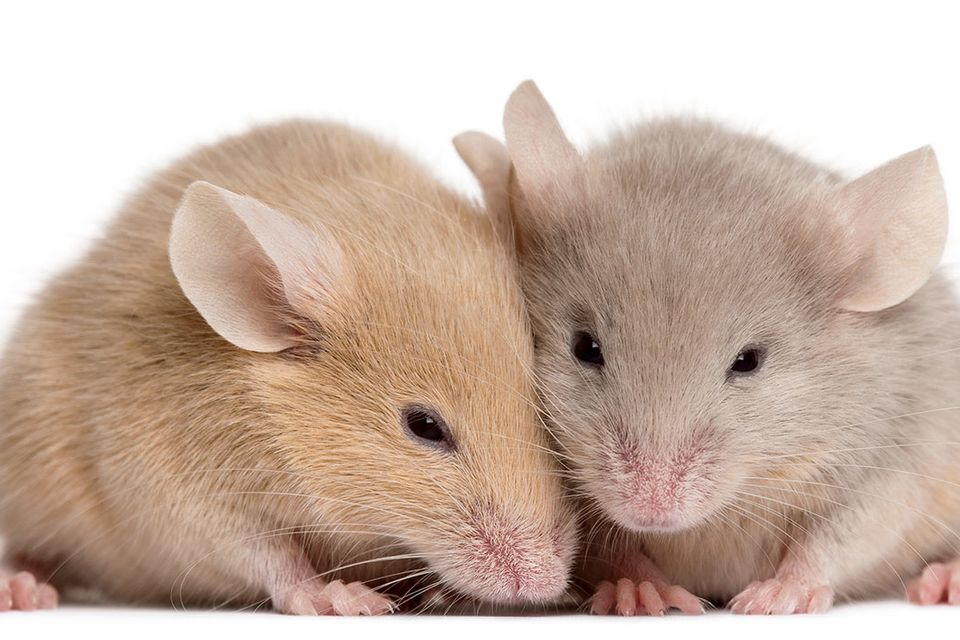 Mice breakthrough might bring hope for people who can’t have babies. Stock image