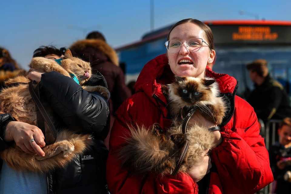 Elizabeth Hissa and her mother Oksana, fled the besieged city of Mykolaiv, with their cats, Milka, Persig and Monica. Picture by David Conachy