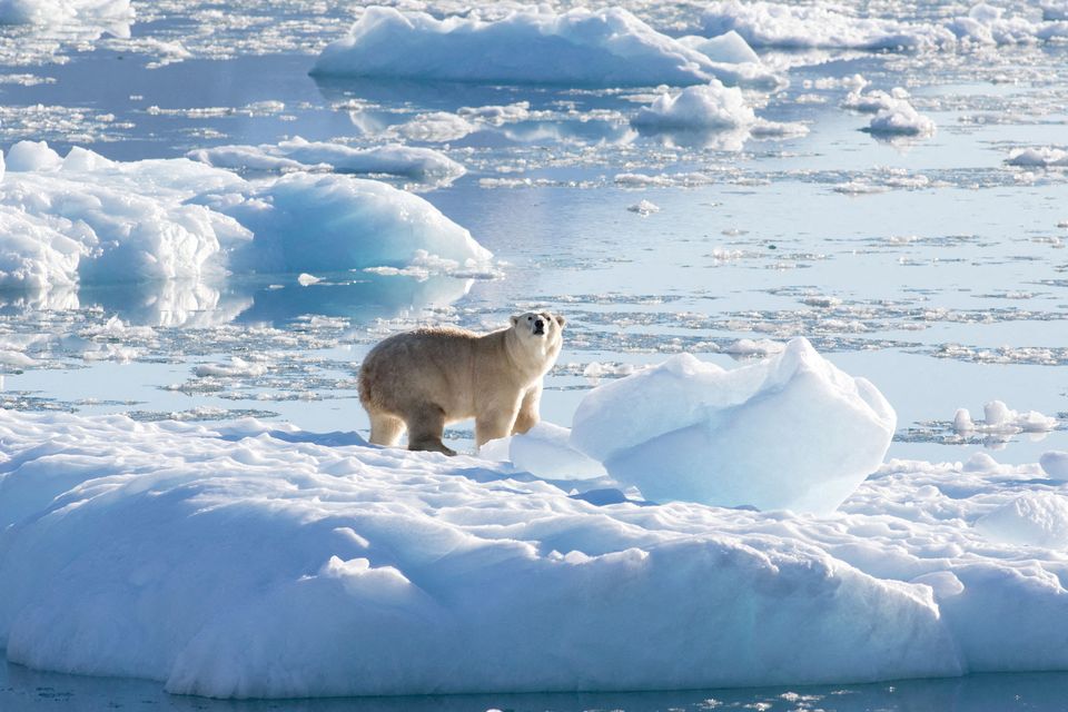 Escalating climate change threatens the survival of polar bears in the Arctic. Photo: Reuters