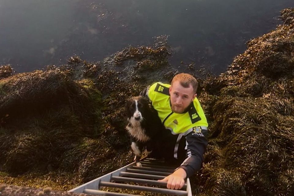Garda Ruairc Courtney responded to a call made to Carrigaline Garda Station about a dog stranded at Monkstown Pier.