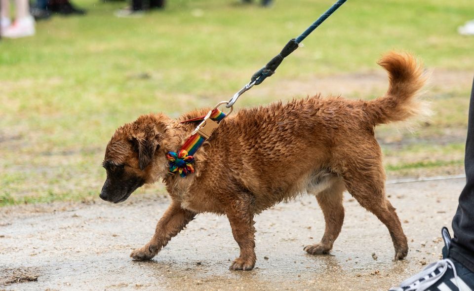 A dog with a rainbow collar joins people as they brave conditions to they take part in Dublin Pride events. Photo: Evan Treacy/PA Wire