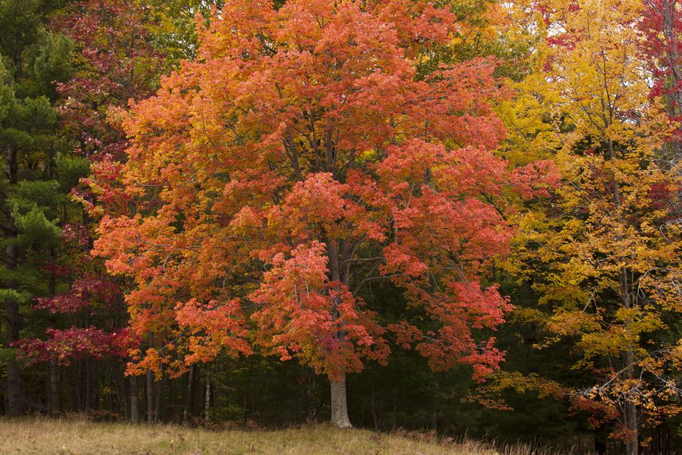 Diarmuid Gavin: Jobs to tackle in the autumn garden