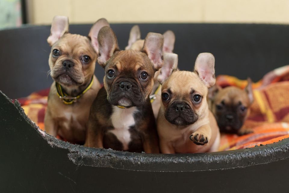 A litter of French bulldogs from a puppy farm that were taken in by Dogs Trust Ireland in 2022. Photo: Fran Veale