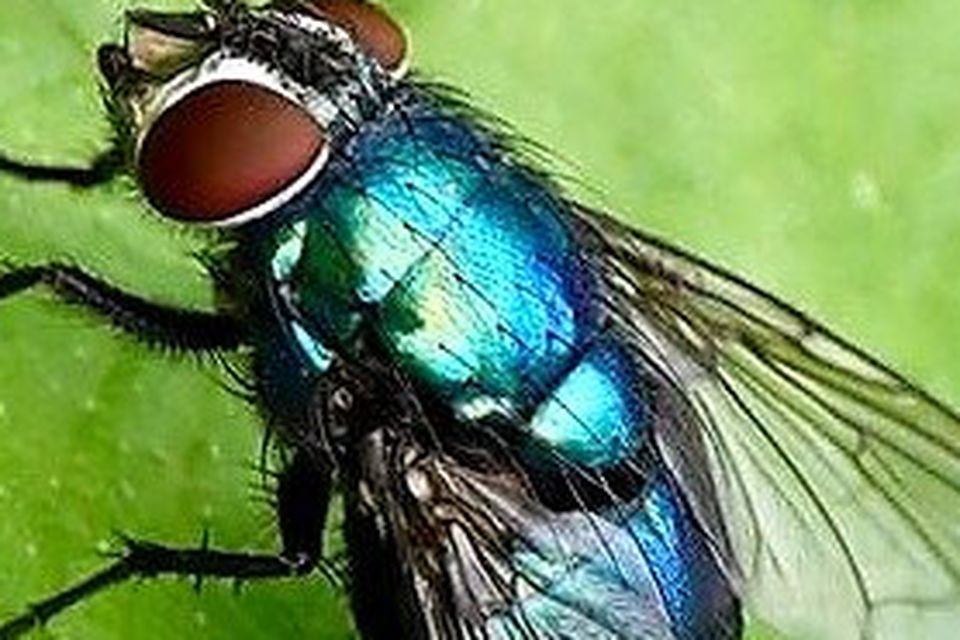 Bluebottle flies are active at this time of year